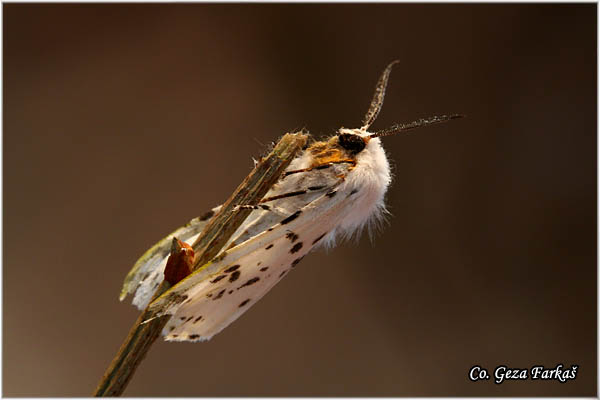 80_ fall_webworm.jpg - Fall webworm, Hyphantria cunea, Dudovac, Mesto - Location: Novi Sad, Serbia